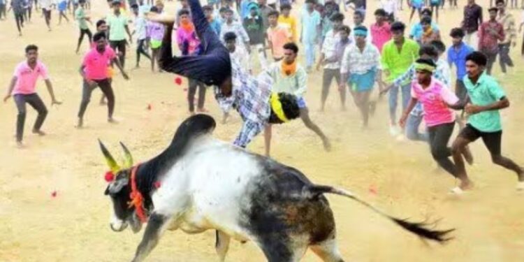 ஊர்குளத்தான்பட்டி முனியன் கோயில் படைப்பு விழா 300 காளைகள் சீறிப்பாய்ந்த மஞ்சுவிரட்டில் 13 பேர் காயம்!