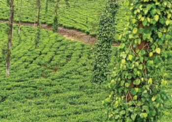 செடியிலேயே உதிரும் கருப்புத் தங்கம்… டேன்டீ நிர்வாகத்தின் மெத்தனத்தால் அரசுக்கு பல கோடி இழப்பு; குறுமிளகு அறுவடைக்குத் தொழிலாளர்கள் கோரிக்கை!