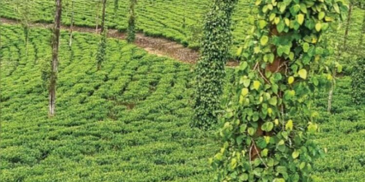 செடியிலேயே உதிரும் கருப்புத் தங்கம்… டேன்டீ நிர்வாகத்தின் மெத்தனத்தால் அரசுக்கு பல கோடி இழப்பு; குறுமிளகு அறுவடைக்குத் தொழிலாளர்கள் கோரிக்கை!