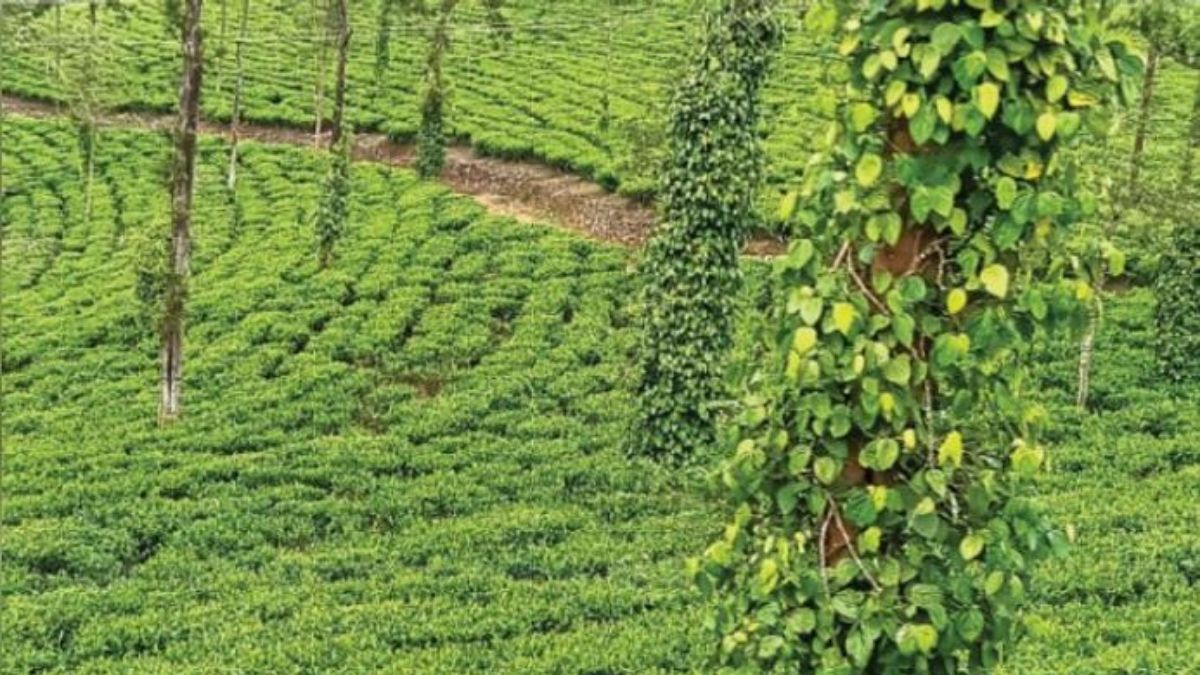 செடியிலேயே உதிரும் கருப்புத் தங்கம்… டேன்டீ நிர்வாகத்தின் மெத்தனத்தால் அரசுக்கு பல கோடி இழப்பு; குறுமிளகு அறுவடைக்குத் தொழிலாளர்கள் கோரிக்கை!