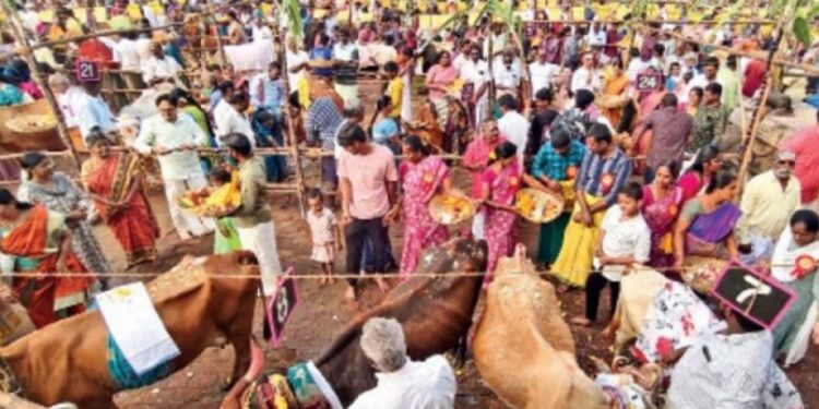 12 காளைகளை அடக்கி முதலிடத்தில் பொந்துகம்பட்டி அஜித் – 11 வீரர்கள் அதிரடித் தேர்வு!