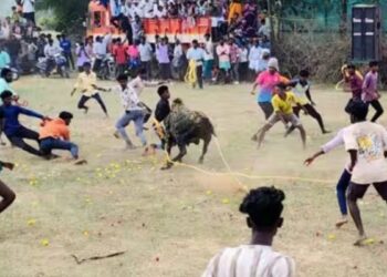 மு.சூரக்குடியில் பாரம்பரிய இளவட்ட மஞ்சுவிரட்டு 20-க்கும் மேற்பட்டோர் காயம்  