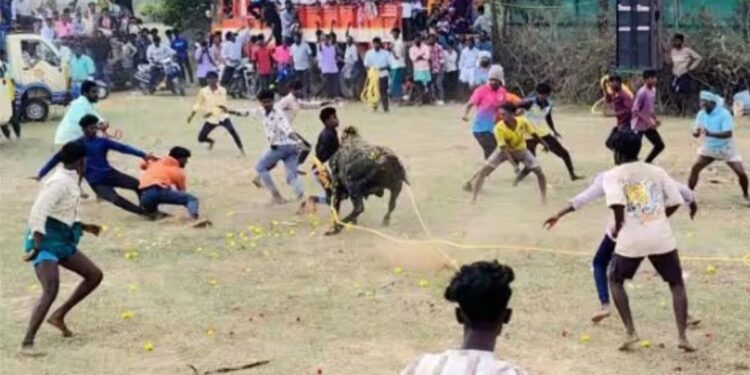 மு.சூரக்குடியில் பாரம்பரிய இளவட்ட மஞ்சுவிரட்டு 20-க்கும் மேற்பட்டோர் காயம்