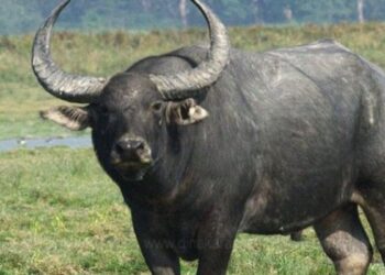 சாஸ்த்ரா பல்கலைக்கழக ஆக்கிரமிப்பில் இருந்த 31.37 ஏக்கர் அரசு நிலம் மீட்பு வருவாய்த்துறை நடவடிக்கை!