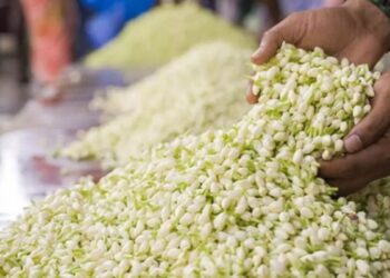 திருமங்கலம் மார்க்கெட்டில் மல்லிகை கிலோ ரூ.7,000-ஐத் தொட்டது இல்லத்தரசிகள் அதிர்ச்சி!