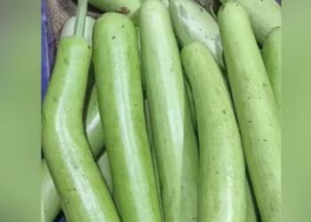 ஒட்டன்சத்திரம் மார்க்கெட்டில் சுரைக்காய் விலை கடும் வீழ்ச்சி விவசாயிகள் கவலை.