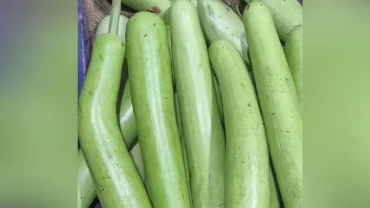 ஒட்டன்சத்திரம் மார்க்கெட்டில் சுரைக்காய் விலை கடும் வீழ்ச்சி விவசாயிகள் கவலை.