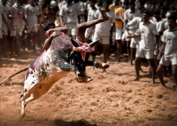 ஜல்லிக்கட்டு ஒன்றும் IPL போட்டிகள் அல்ல – பிடித்து வாங்கிய நீதிபதிகள்!