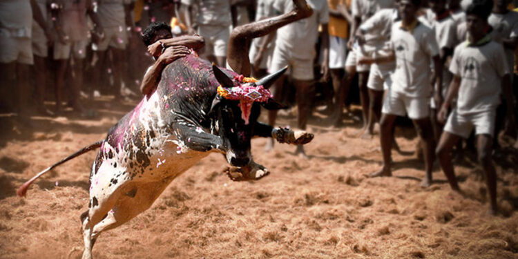 ஜல்லிக்கட்டு ஒன்றும் IPL போட்டிகள் அல்ல – பிடித்து வாங்கிய நீதிபதிகள்!