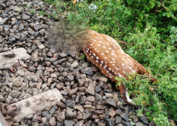 சீர்காழி அருகே ரயிலில் அடிபட்டு பெண் புள்ளிமான் உயிரிழப்பு புள்ளி மானை மீட்டு வனத்துறை விசாரணை