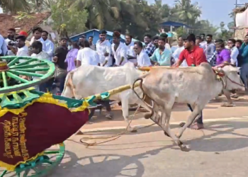திருக்கடையூரில் நடைபெற்றுவரும் மாடுகளுக்கான எல்கை பந்தயத்தில் ஜாக்கி இல்லாமல் ஓடிய மாட்டு வண்டி