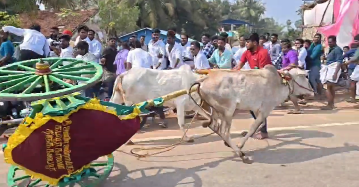 திருக்கடையூரில் நடைபெற்றுவரும் மாடுகளுக்கான எல்கை பந்தயத்தில் ஜாக்கி இல்லாமல் ஓடிய மாட்டு வண்டி