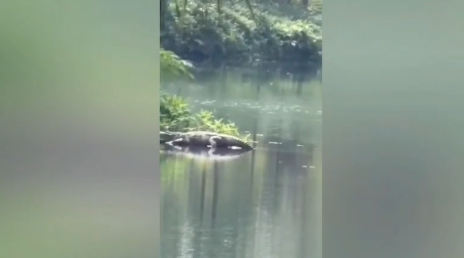 குமரி மாவட்டம் கோதையாற்றில் உலாவும் முதலை கண்காணிக்க அமைக்கப்பட்ட முகாமில் வனத்துறையினர் யாரும் இல்லாமல் காட்சியளித்த அவலம்