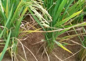 “கருகும் பயிர்கள்.. கதறும் விவசாயிகள்” கீழவளவு பகுதியில் பாசன நீர் நிறுத்தப்பட்டதால் 500 ஏக்கர் நெற்பயிர்கள் பாழ்!