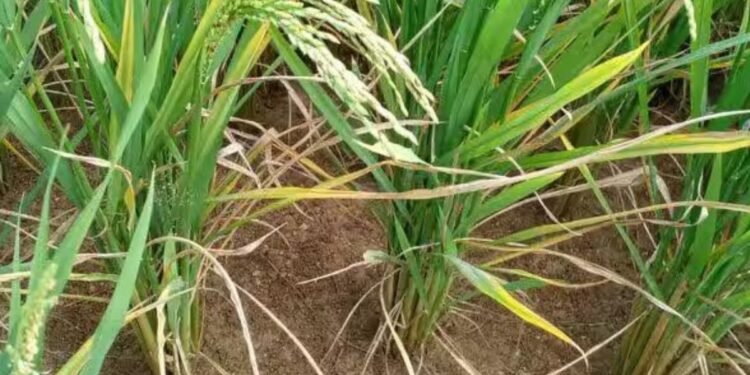 “கருகும் பயிர்கள்.. கதறும் விவசாயிகள்” கீழவளவு பகுதியில் பாசன நீர் நிறுத்தப்பட்டதால் 500 ஏக்கர் நெற்பயிர்கள் பாழ்!