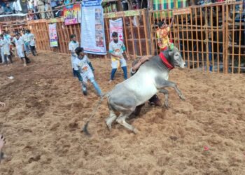 துள்ளித்தாவும் காளைகள் விடாமல் துரத்தும் காளையர்கள்