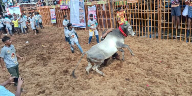 துள்ளித்தாவும் காளைகள் விடாமல் துரத்தும் காளையர்கள்