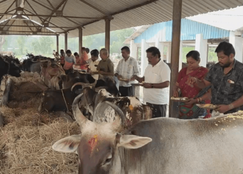 வாணாதிராஜபுரம் கோசாலையில் ஆதரவற்ற 1008 மாடுகளுக்கு பொதுமக்கள் பூஜை – மாட்டுப் பொங்கலை முன்னிட்டு வழிபாடு