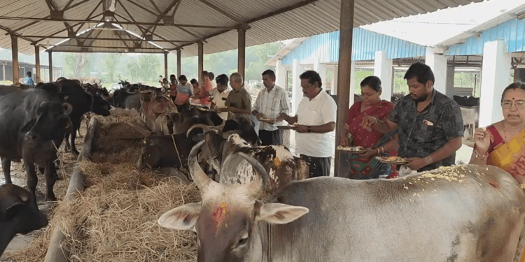 வாணாதிராஜபுரம் கோசாலையில் ஆதரவற்ற 1008 மாடுகளுக்கு பொதுமக்கள் பூஜை – மாட்டுப் பொங்கலை முன்னிட்டு வழிபாடு