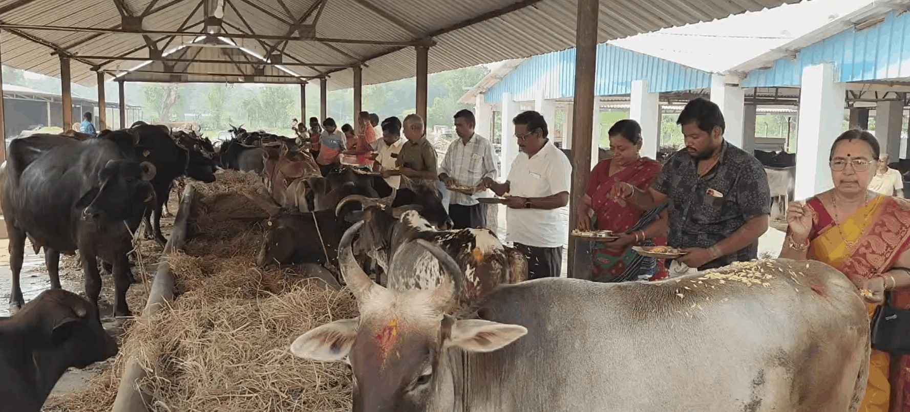 வாணாதிராஜபுரம் கோசாலையில் ஆதரவற்ற 1008 மாடுகளுக்கு பொதுமக்கள் பூஜை – மாட்டுப் பொங்கலை முன்னிட்டு வழிபாடு