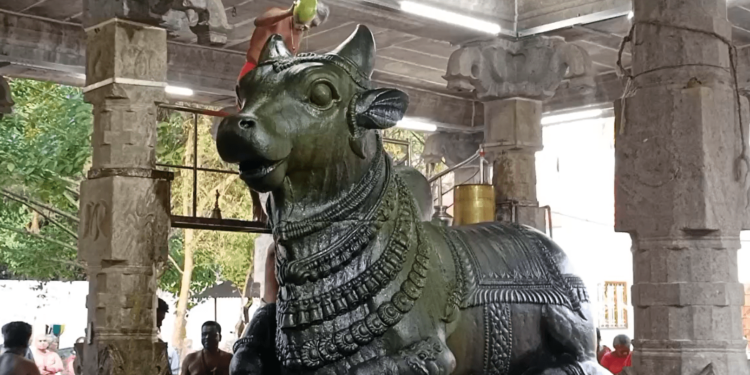 மார்கழி மாத பிரதோஷத்தை முன்னிட்டு நந்தி பகவானுக்கு சிறப்பு அபிஷேகம் – திரளான பக்தர்கள் வழிபாடு