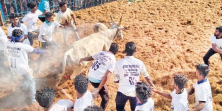 “திமிலோடும் திமிரோடும் களமாடிய காளைகள்”: புதுக்கோட்டை, திருச்சியில் ஜல்லிக்கட்டு!