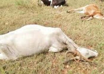 “சாலையில் நேர்ந்த சாவுக் கோலம்”: முடுக்கன்குளத்தில் பால் டேங்கர் லாரி மோதி 7 மாடுகள் பலி