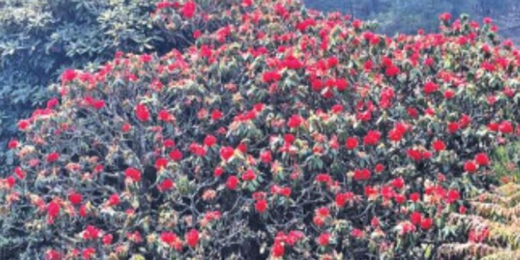 “நீலகிரியின் வசந்த வாசல்”: அவலாஞ்சி காடுகளில் சிவந்து பூத்த ரோடோரென்ட்