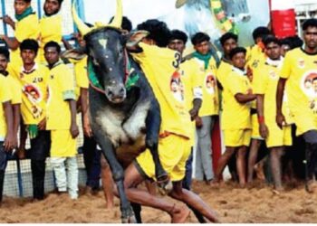 “வாடிவாசலில் நின்றால் வரலாறு பேசும்”: கீழக்கரை 1300 காளைகளை அடக்கி வீரர்கள் அதிரடி!