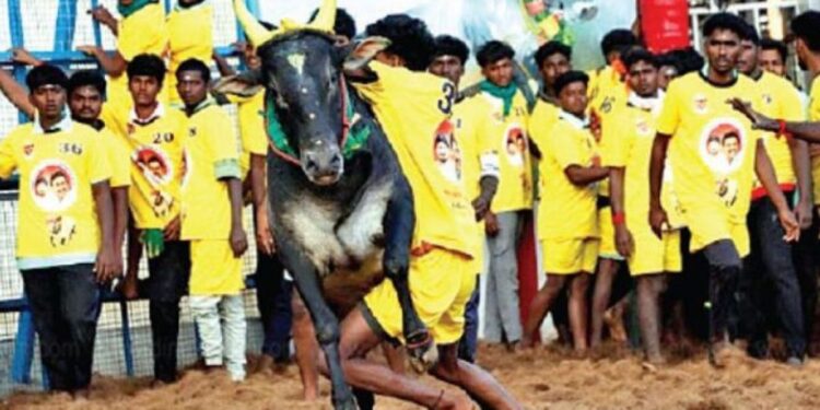 “வாடிவாசலில் நின்றால் வரலாறு பேசும்”: கீழக்கரை 1300 காளைகளை அடக்கி வீரர்கள் அதிரடி!