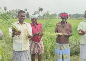 கப்பூர் கிராமத்தில் போதிய தண்ணீர் இல்லாமல் ஏக்கர் பரப்பளவில் சம்பா பயிர்கள் காய்ந்து வருகின்றன வயல்வெளியில் விவசாயிகள் ஆர்ப்பாட்டம்