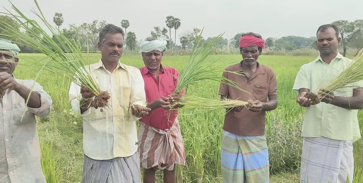 கப்பூர் கிராமத்தில் போதிய தண்ணீர் இல்லாமல் ஏக்கர் பரப்பளவில் சம்பா பயிர்கள் காய்ந்து வருகின்றன வயல்வெளியில் விவசாயிகள் ஆர்ப்பாட்டம்