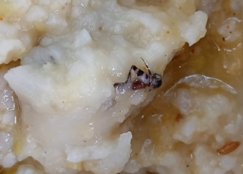 துப்புரவு பணியாளர்களின் காலை உணவில் கரப்பான்பூச்சி திட்டம் துவங்கிய 3-ம் நாளிலேயே அதிர்ச்சி – சுகாதாரம் குறித்து கேள்வி