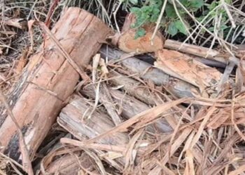 கொடைக்கானல் மேல்மலைக் கிராமங்களில் அரங்கேறும் ‘மரம் வெட்டு’ மாஃபியா: ஆனைமலைப் புலிகள் காப்பகப் பகுதியில் இயற்கைச் சூழல் சிதைவு!