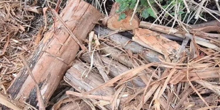 கொடைக்கானல் மேல்மலைக் கிராமங்களில் அரங்கேறும் ‘மரம் வெட்டு’ மாஃபியா: ஆனைமலைப் புலிகள் காப்பகப் பகுதியில் இயற்கைச் சூழல் சிதைவு!