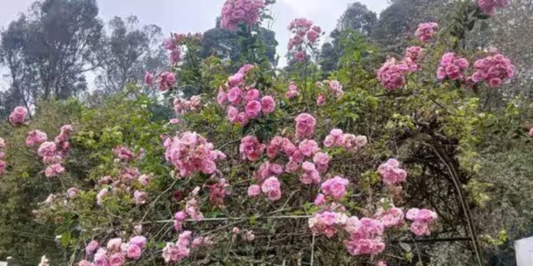 மலைகளின்இளவரசியில்மலர்வசந்தம்: சுற்றுலாப்பயணிகளைச்சுண்டிஇழுக்கும்பிரையன்ட்பூங்கா!