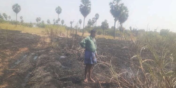 செண்பகத்தோப்பு மலையடிவாரத்தில் பயங்கரம்: அறுவடைக்குத் தயாராக இருந்த 2.5 ஏக்கர் கரும்புத் தோட்டம் தீக்கிரை!