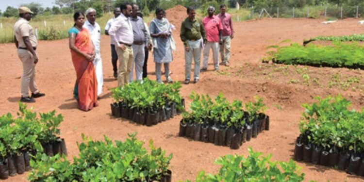 ஆலங்குளம் ஊராட்சிகளில் கலெக்டர் ஏ.கே. கமல்கிஷோர் அதிரடி ஆய்வு: அங்கன்வாடி குழந்தைகளுடன் கலந்துரையாடி உணவின் தரத்தைப் பரிசோதித்தார்!