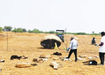 ஒரே இரவில் கடித்துக் குதறிய தெருநாய்கள்: சாயல்குடி அருகே 20 செம்மறி ஆடுகள் பலி – கதறும் விவசாயிக்கு அரசு இழப்பீடு வழங்கக் கோரிக்கை!