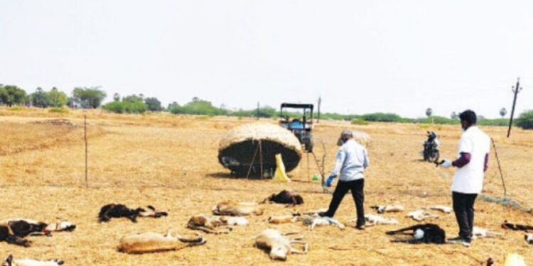 ஒரே இரவில் கடித்துக் குதறிய தெருநாய்கள்: சாயல்குடி அருகே 20 செம்மறி ஆடுகள் பலி – கதறும் விவசாயிக்கு அரசு இழப்பீடு வழங்கக் கோரிக்கை!