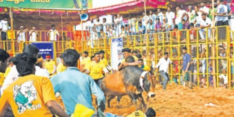 ஆலங்குடி அருகே மாரியம்மன் கோவில் மாசி திருவிழா ஜல்லிக்கட்டு: வாடிவாசலில் சீறிப்பாய்ந்த 720 காளைகள் – மல்லுக்கட்டிய 320 காளையர்கள்!