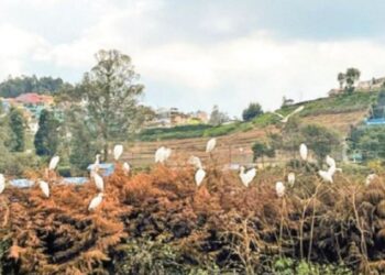 “ஊட்டிரேஸ்கோர்ஸ்மைதானத்தில்சிறகடிக்கும்வெள்ளைதேவதைகள்”: பசுமைப்புல்வெளிகளில்நாரைகளின்நர்த்தனம் – மனதைஅள்ளும்இயற்கைஎழில்!