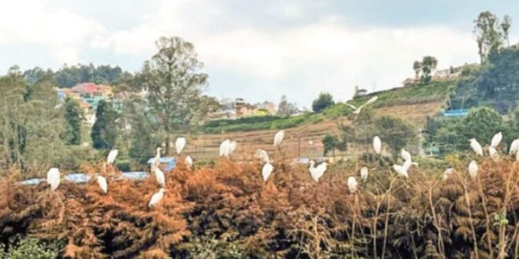 “ஊட்டிரேஸ்கோர்ஸ்மைதானத்தில்சிறகடிக்கும்வெள்ளைதேவதைகள்”: பசுமைப்புல்வெளிகளில்நாரைகளின்நர்த்தனம் – மனதைஅள்ளும்இயற்கைஎழில்!