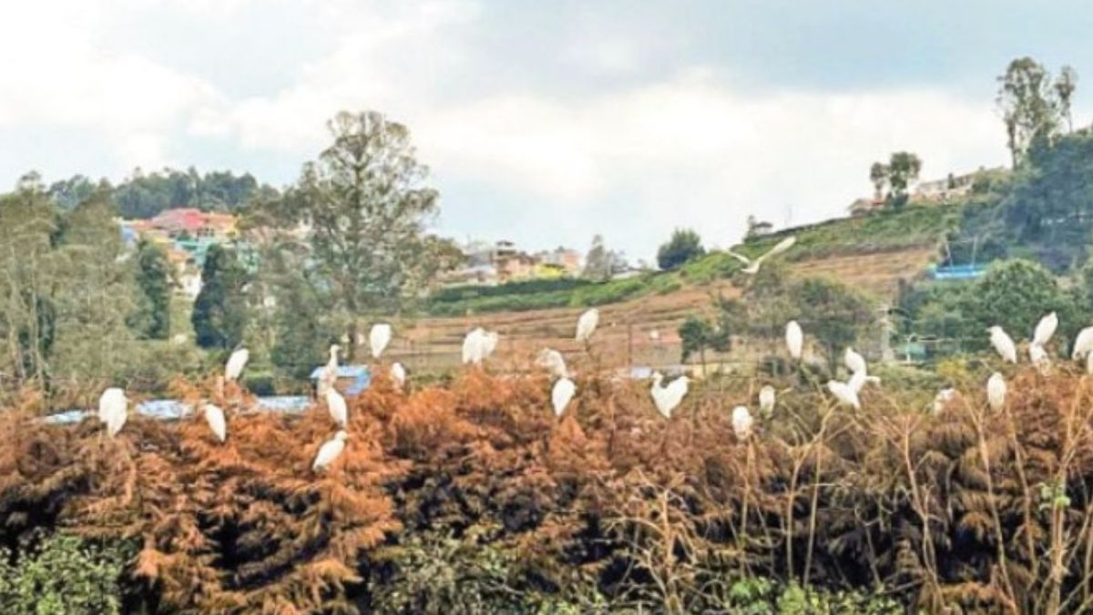 “ஊட்டிரேஸ்கோர்ஸ்மைதானத்தில்சிறகடிக்கும்வெள்ளைதேவதைகள்”: பசுமைப்புல்வெளிகளில்நாரைகளின்நர்த்தனம் – மனதைஅள்ளும்இயற்கைஎழில்!