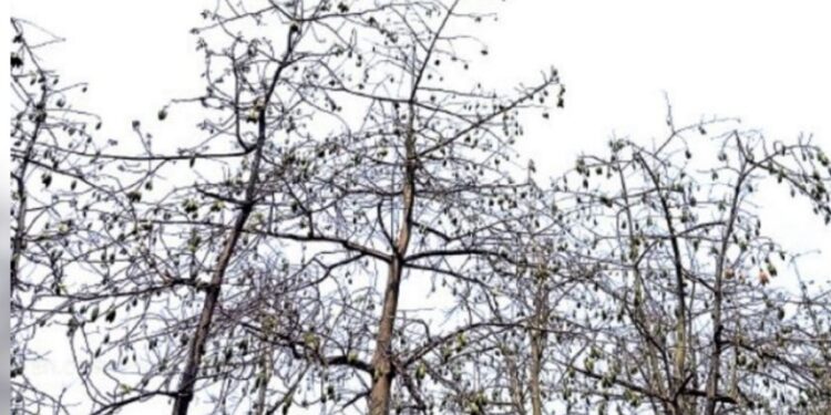 “இலவம் பிஞ்சுகளை பதம்பார்க்கும் வவ்வால்கள்!” – கடமலை-மயிலை மலைக்கிராமங்களில் விவசாயிகள் கண்ணீர்; விலை உயர்விலும் தொடரும் பாதிப்பு!