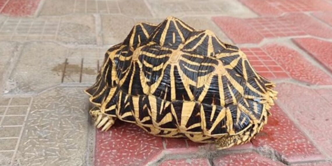 சிவகாசி கண்மாயில் வினோத “நட்சத்திர ஆமை” மீட்பு: இளைஞர்களின் துரித செயலால் வனத்துறையிடம் ஒப்படைப்பு – கண்மாயில் அதிரடி ஆய்வு நடத்தத் திட்டம்!