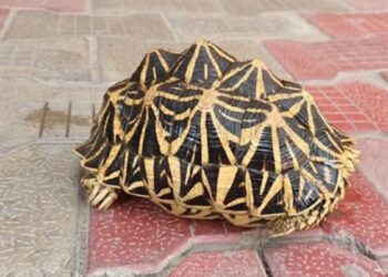 சிவகாசி கண்மாயில் வினோத “நட்சத்திர ஆமை” மீட்பு: இளைஞர்களின் துரித செயலால் வனத்துறையிடம் ஒப்படைப்பு – கண்மாயில் அதிரடி ஆய்வு நடத்தத் திட்டம்!