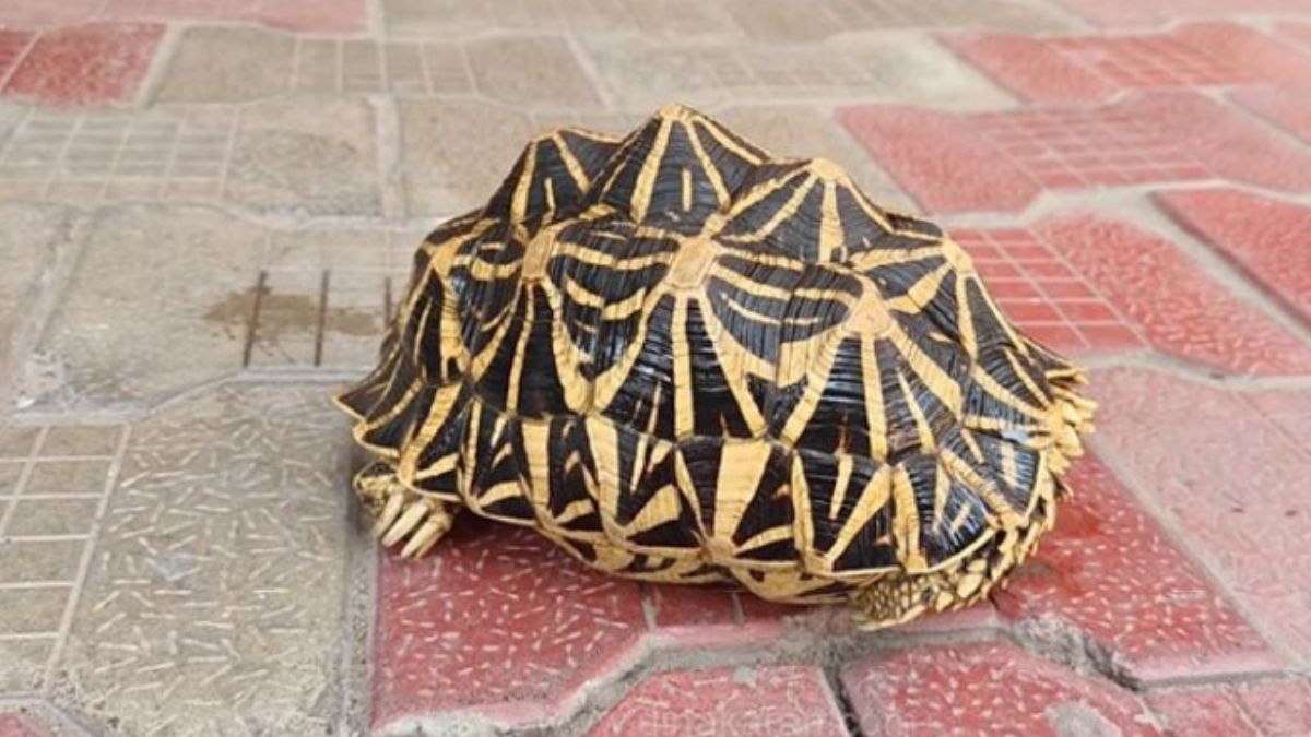 சிவகாசி கண்மாயில் வினோத “நட்சத்திர ஆமை” மீட்பு: இளைஞர்களின் துரித செயலால் வனத்துறையிடம் ஒப்படைப்பு – கண்மாயில் அதிரடி ஆய்வு நடத்தத் திட்டம்!