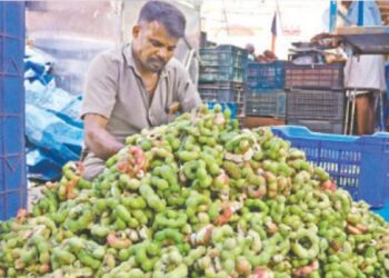 “தங்கவிலையில்தாதம்பட்டிகொடிக்காய்”: ஒருகிலோரூ.350-க்குவிற்பனையானாலும்அள்ளிச்செல்லும்ஜனம் – மருத்துவகுணத்தால்விருதுநகரில்மவுசு!