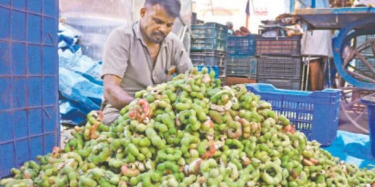 “தங்கவிலையில்தாதம்பட்டிகொடிக்காய்”: ஒருகிலோரூ.350-க்குவிற்பனையானாலும்அள்ளிச்செல்லும்ஜனம் – மருத்துவகுணத்தால்விருதுநகரில்மவுசு!